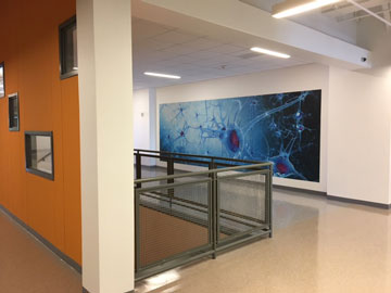 Hallway and artwork in biomedical science area 